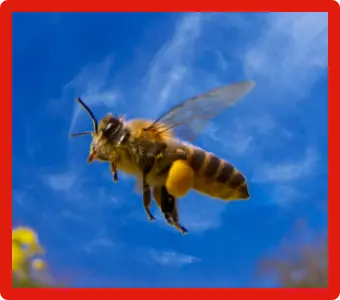 体長は小さめのミツバチ