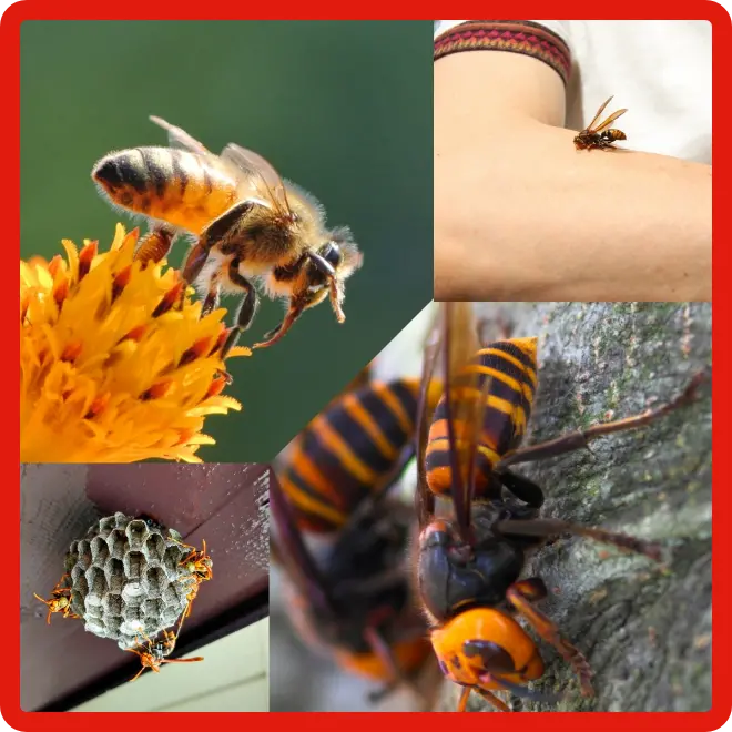 ミツバチに刺されたイメージと受粉中のミツバチ
