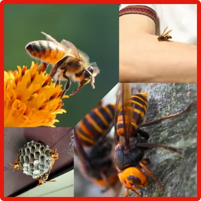 ミツバチに刺されたイメージと受粉中のミツバチ