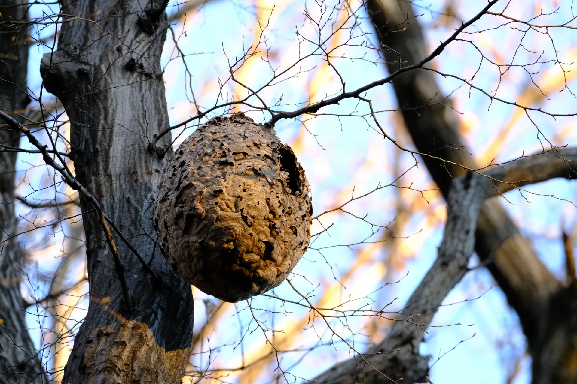 凶暴なスズメバチの巣を駆除するに命の危険があります