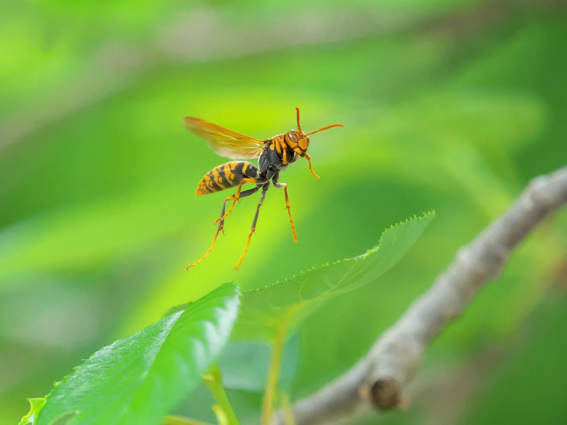 アシナガバチの生態や危険性・巣の駆除方法・注意点を紹介