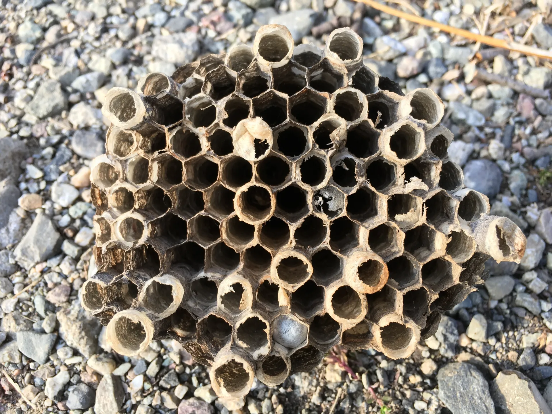 駆除後のアシナガバチの巣