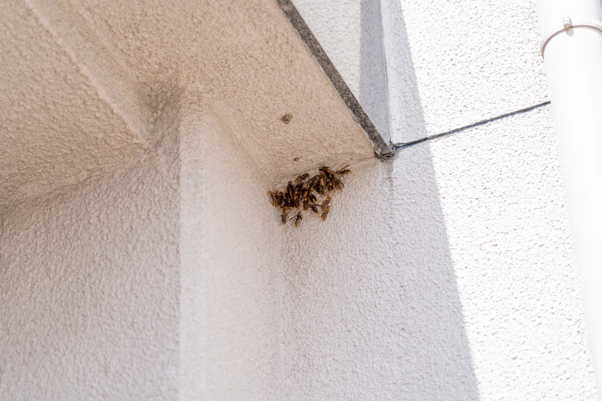 外壁に張り付いたアシナガバチの集団