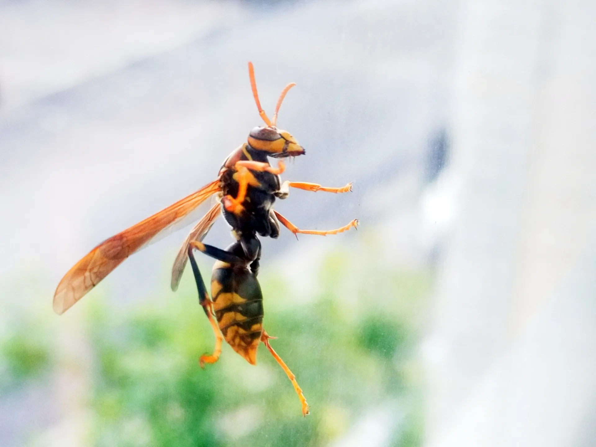 窓に止まっているアシナガバチ