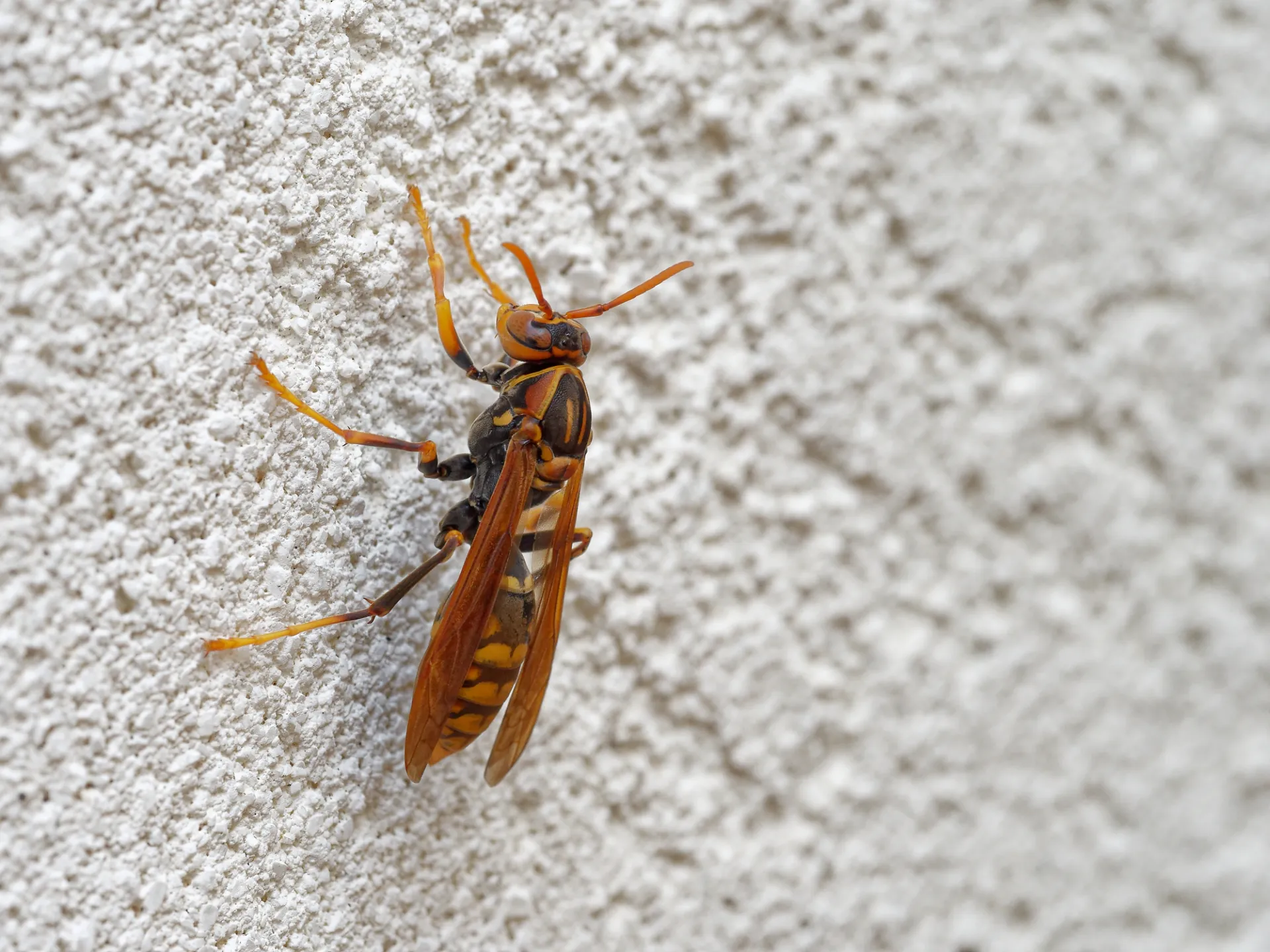 土浦市で蜂駆除する時に白い壁に止まっているアシナガバチ